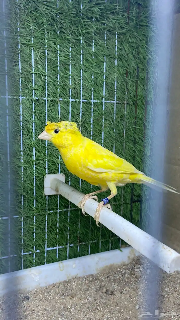 ذكر كناري تغريد( تم البيع) 1