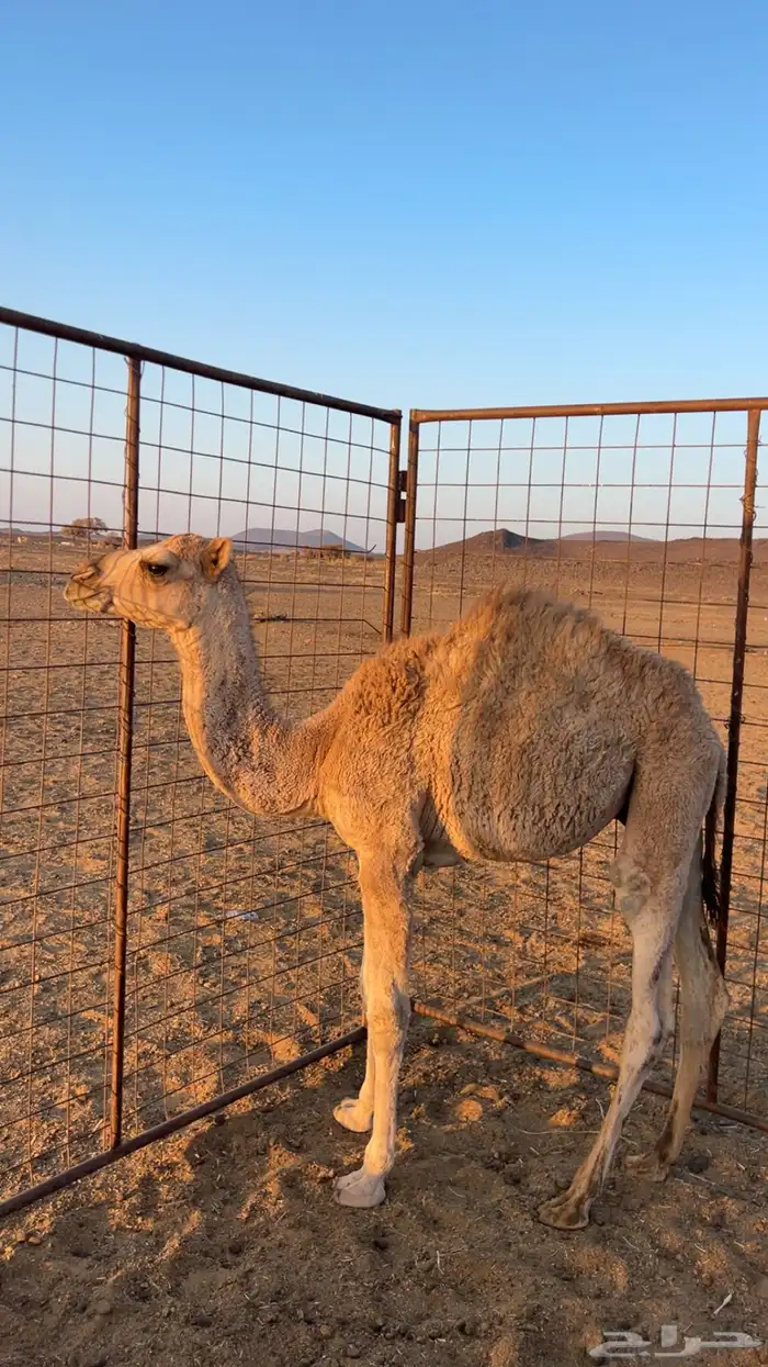 قعود للبيع 1