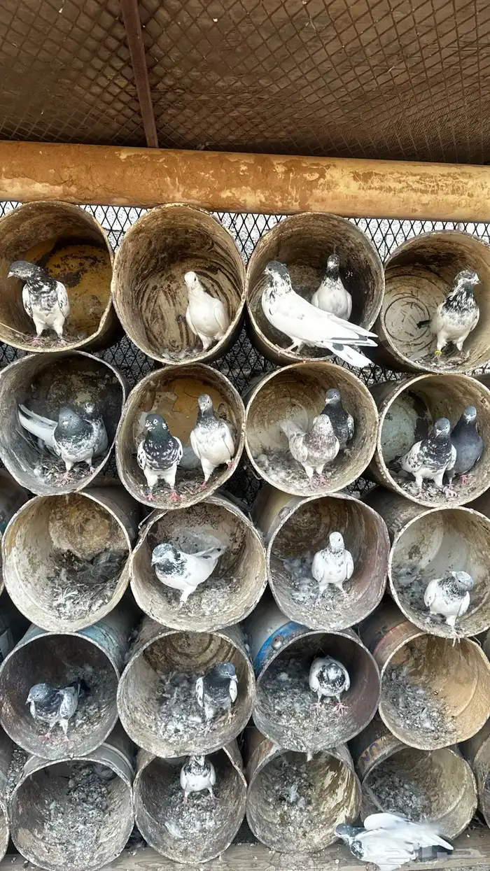 حمام باكستاني قوية واغلبها محجله من حمام الدبل 3