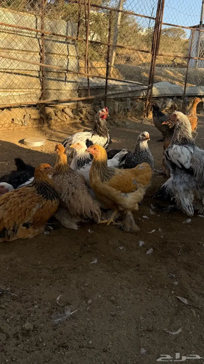 دجاج براهما 3