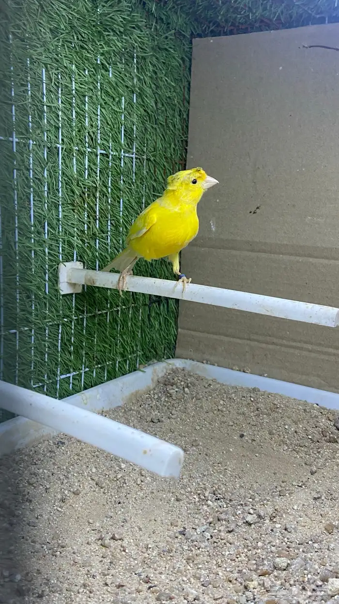 ذكر كناري تغريد( تم البيع) 2