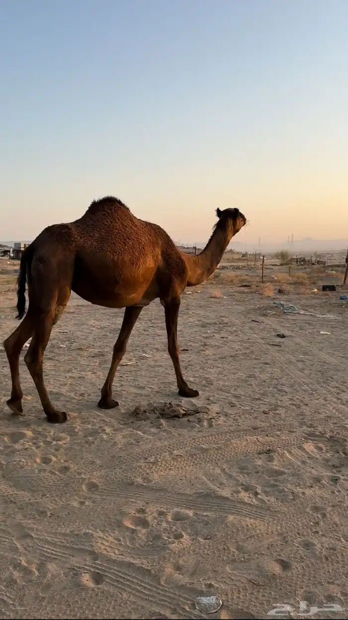 بكره ثنيه لقحه للبيع 0
