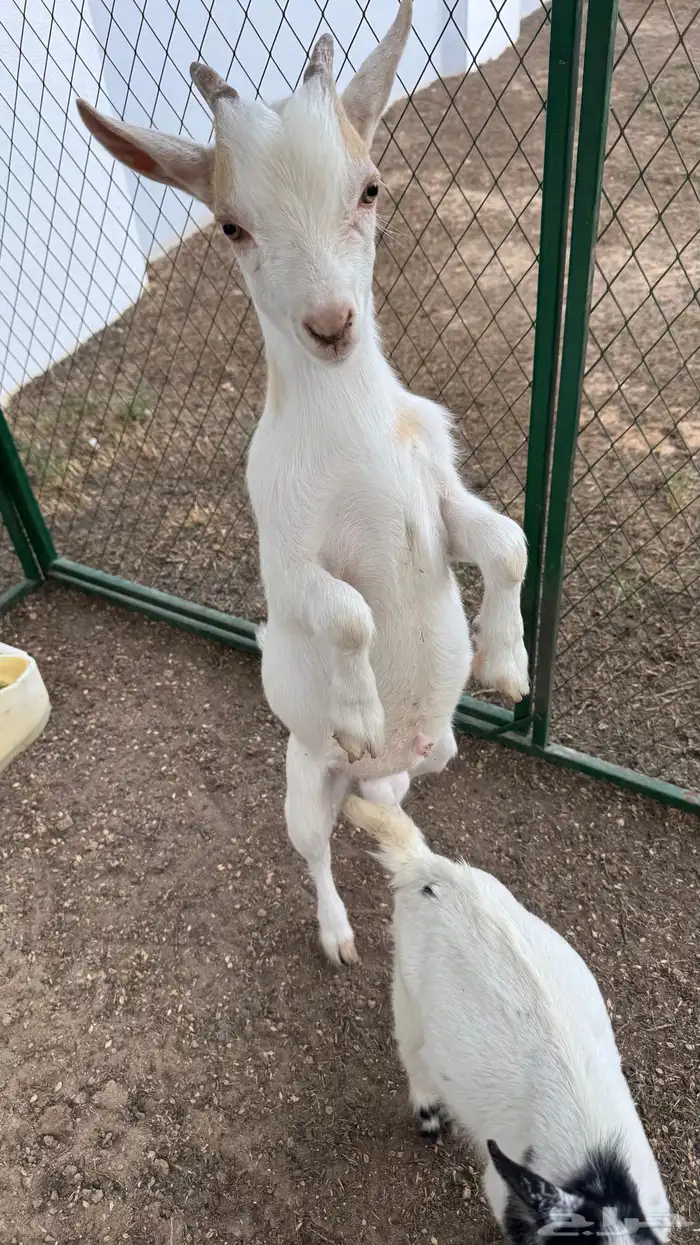 الماعز القزم 4