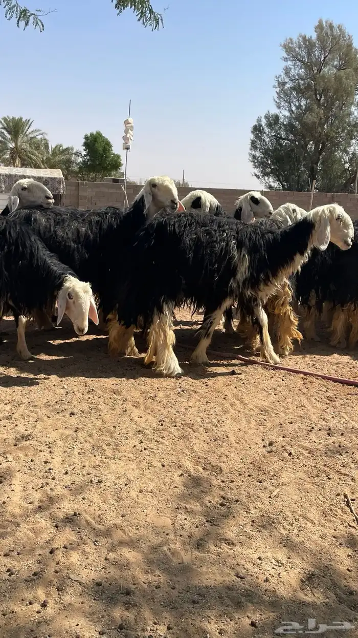 مراح نجد صنف 6