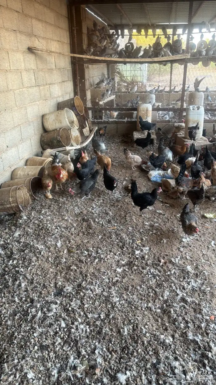 دجاج بلدي بياض للبيع 1