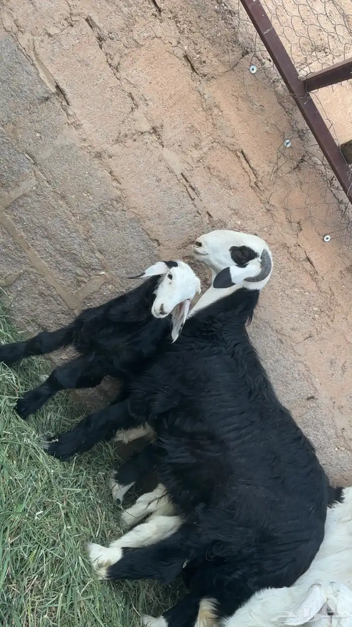 طليان ذبايح للبيع طيبه بالحيل 1