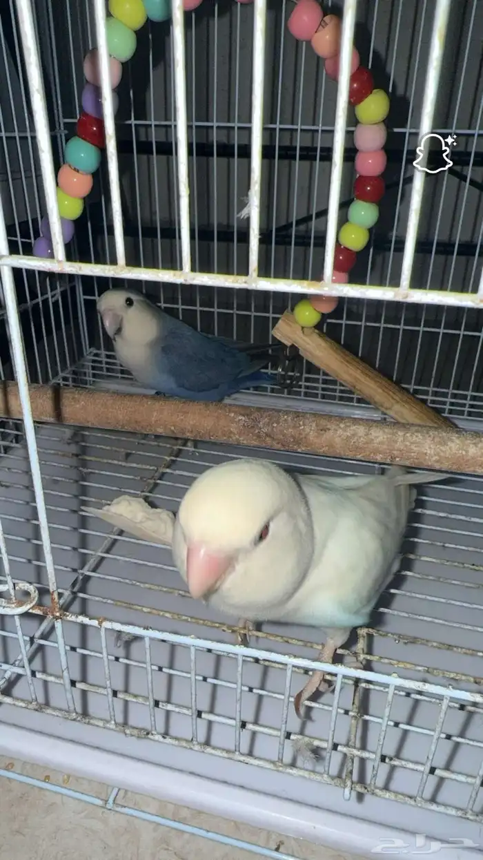 زوج روز اليف ومنتج 1