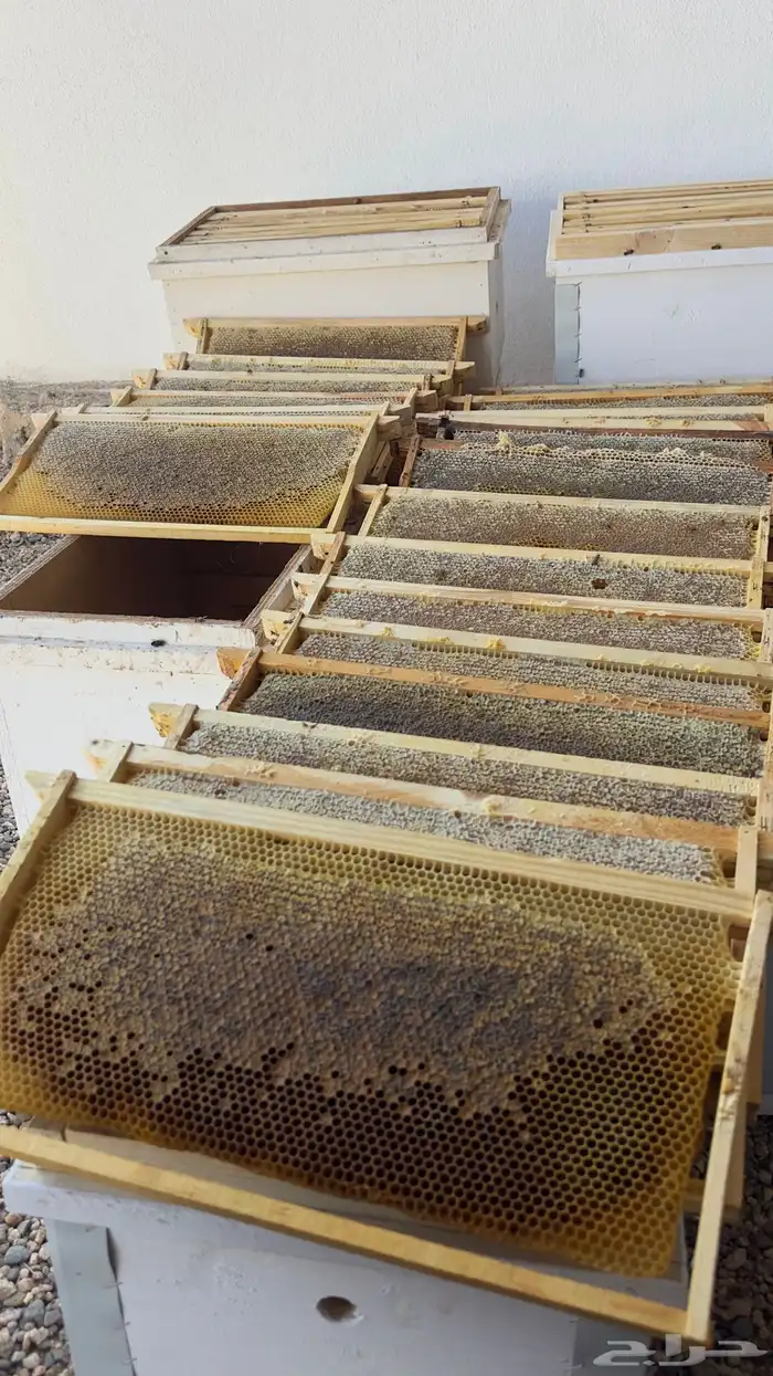 عسل سدر صافي 2