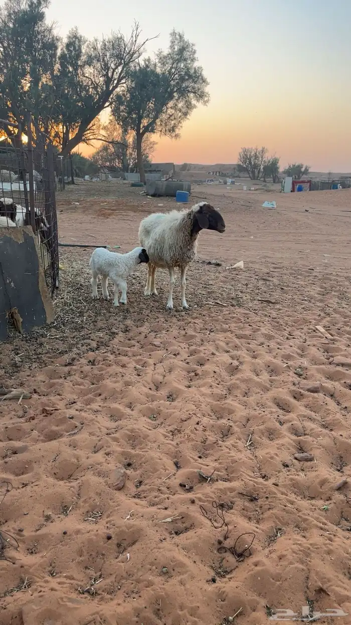 للبيع عنز متوم و نعجه والد 0