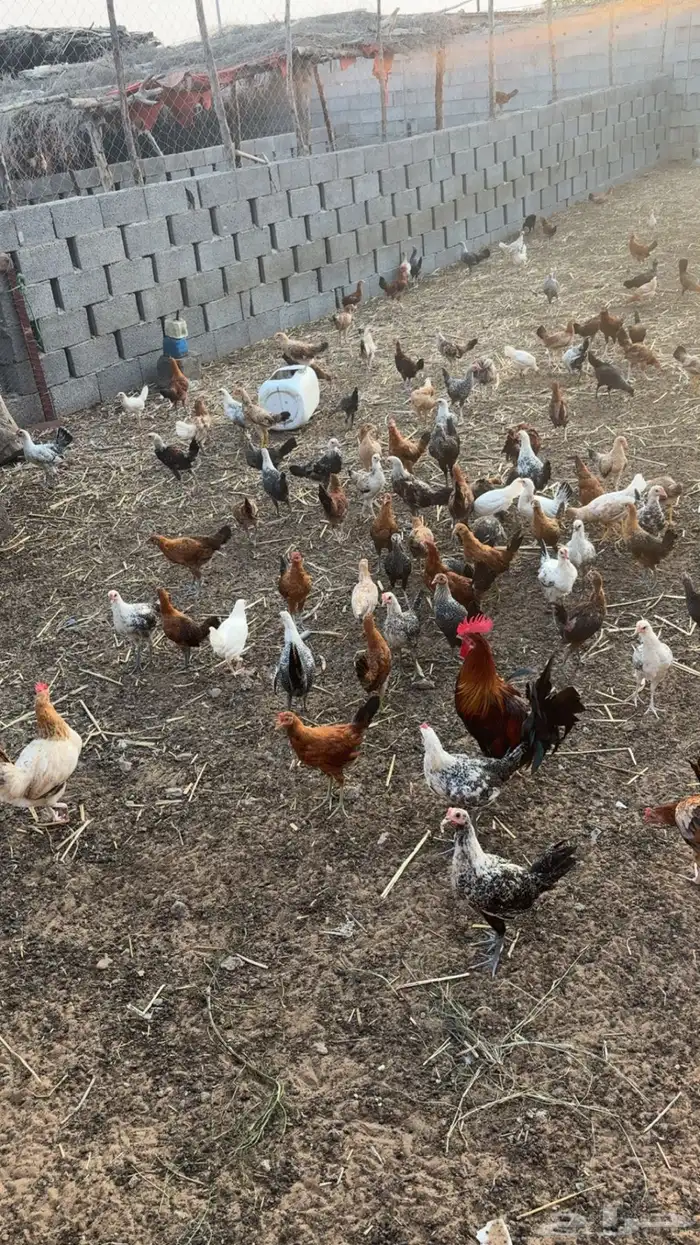 دجاج ديوكه بلدي للبيع 2