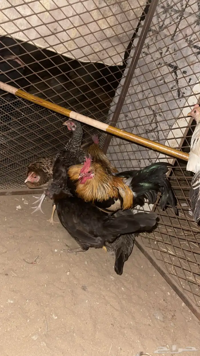 دجاج للبيع بلدي 2