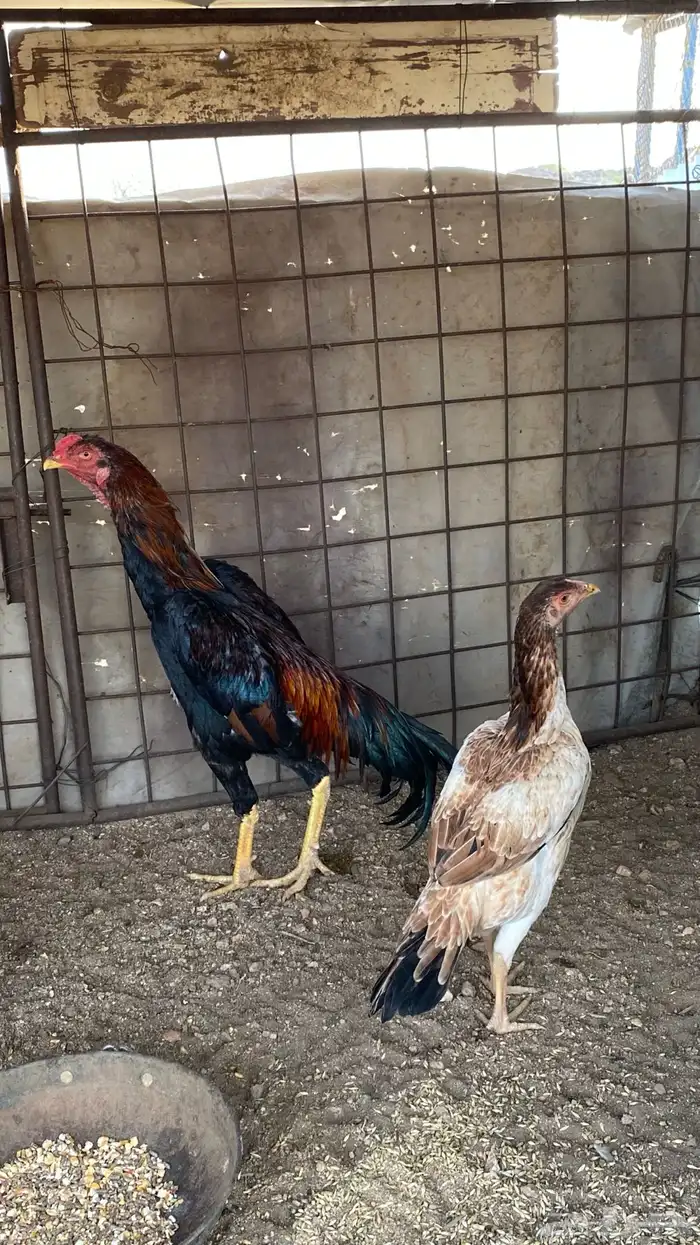 دجاجه وديك شامو 7