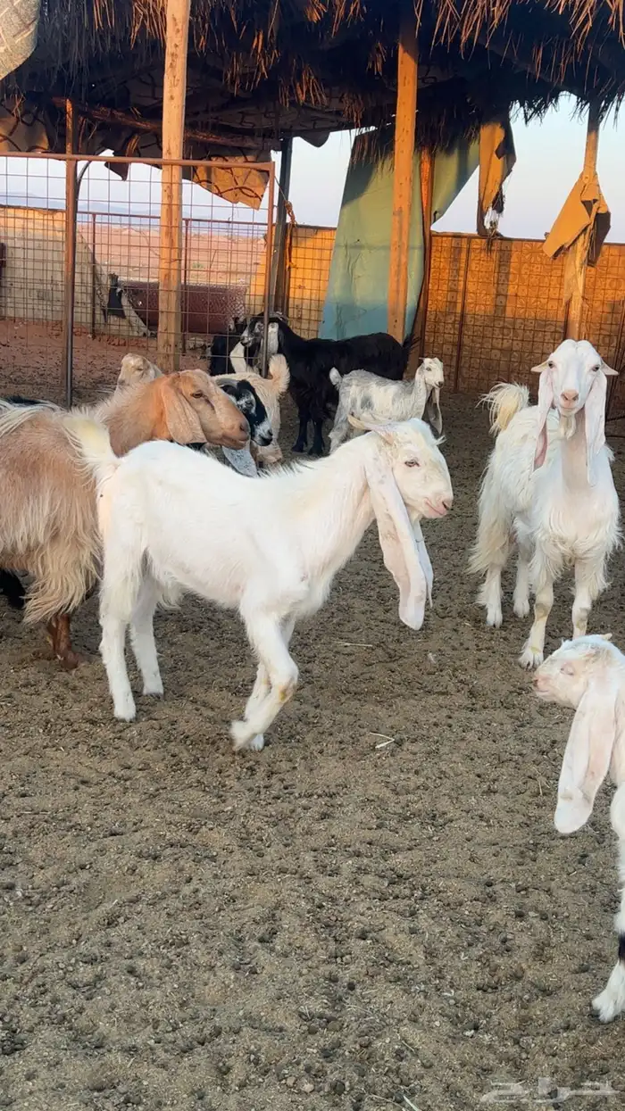 2 تيوس فل شحم القاعد 2