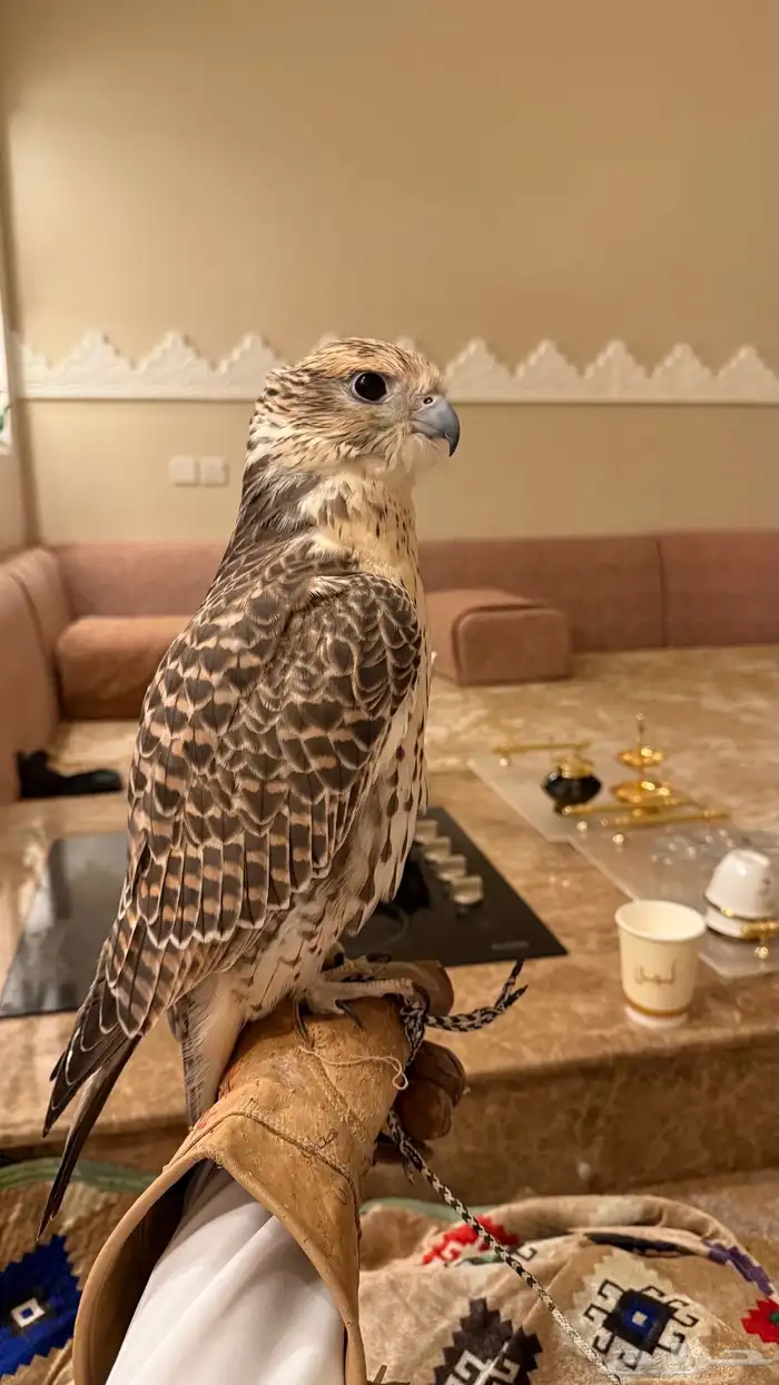 طير حر مثلوث 0