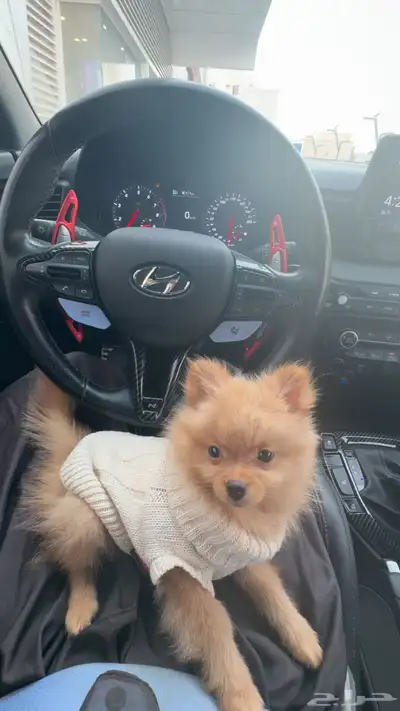 كلب بومرينيان ميني للبيع مرااا لعوب وتطعيمته كامله index