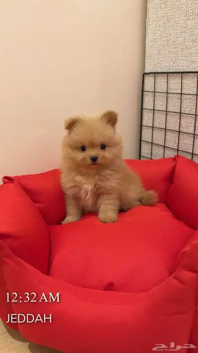 كلب بومرينيان ميني للبيع مرااا لعوب وتطعيمته كامله index