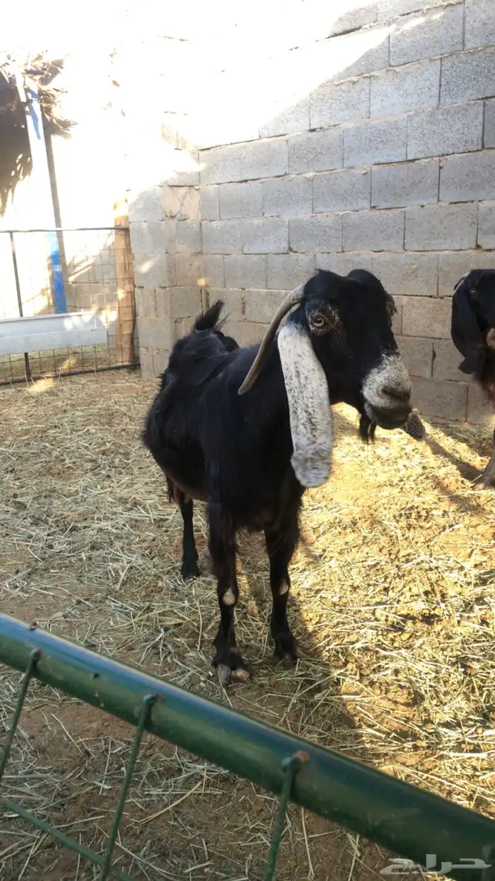 معزاء عوارض 8