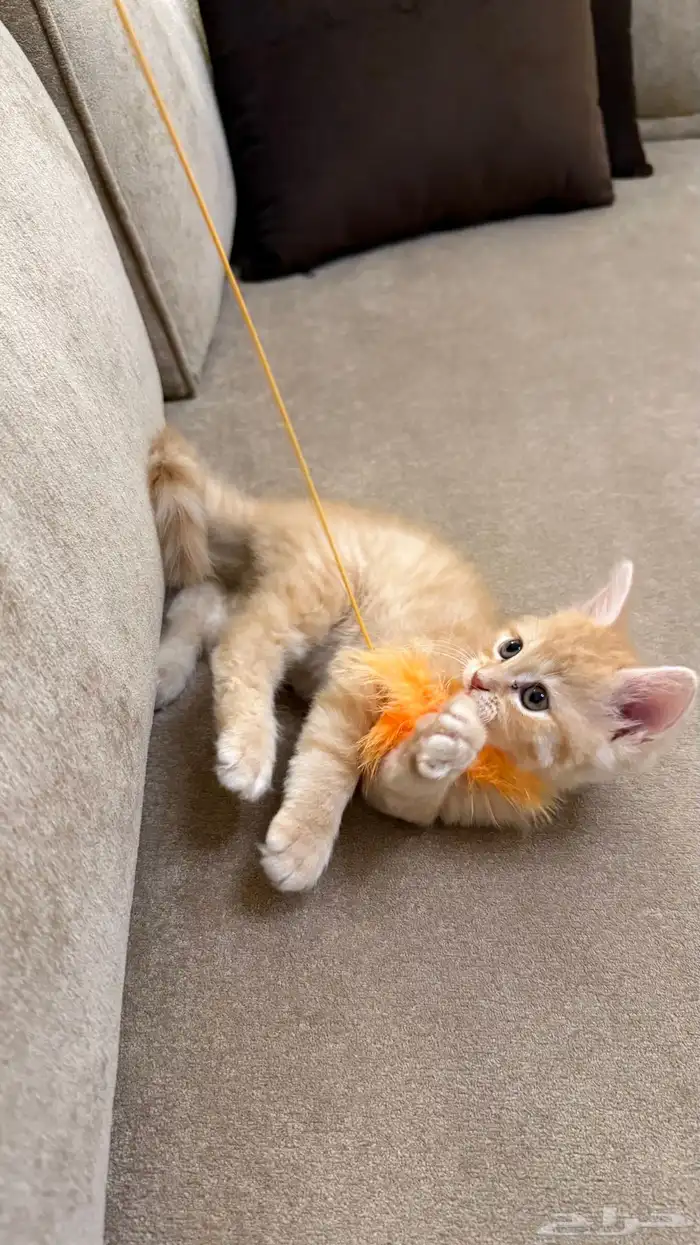 قطة سكوتش انثى للبيع 2