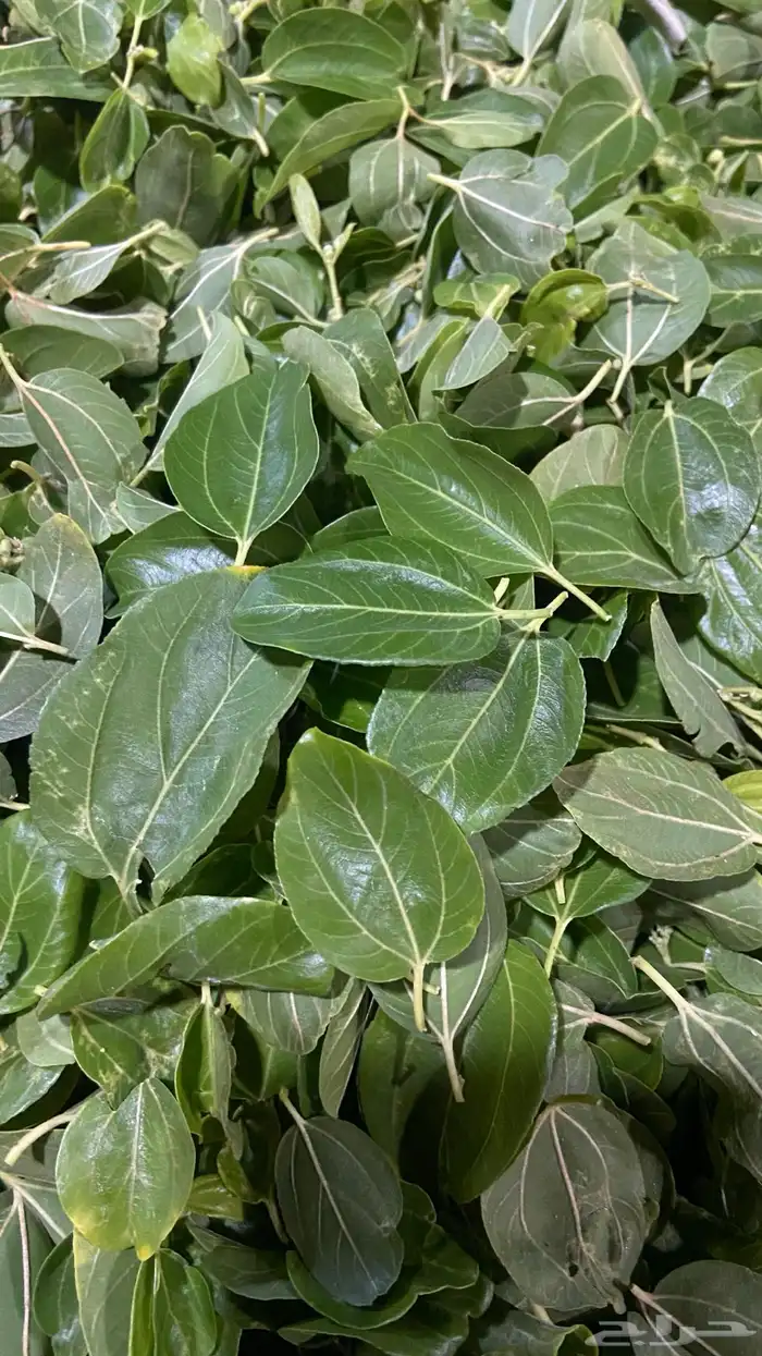 سدر بدون اضافات 0