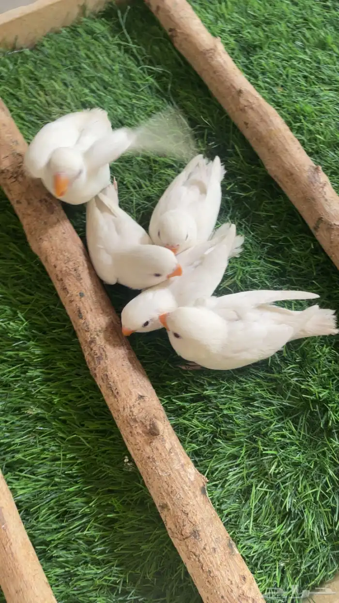 فروخ روز البينو فرخ ( تم البيع ) 5