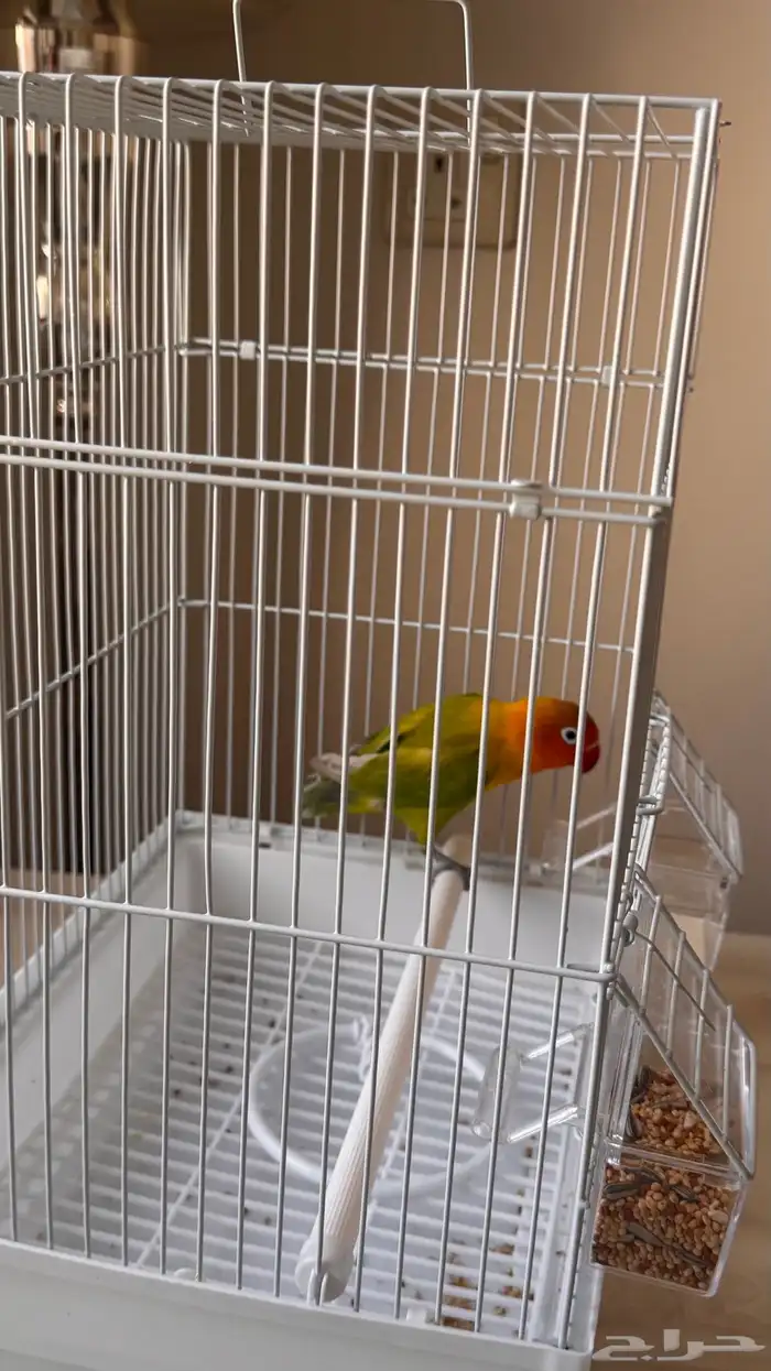 طير روز مع القفص 1