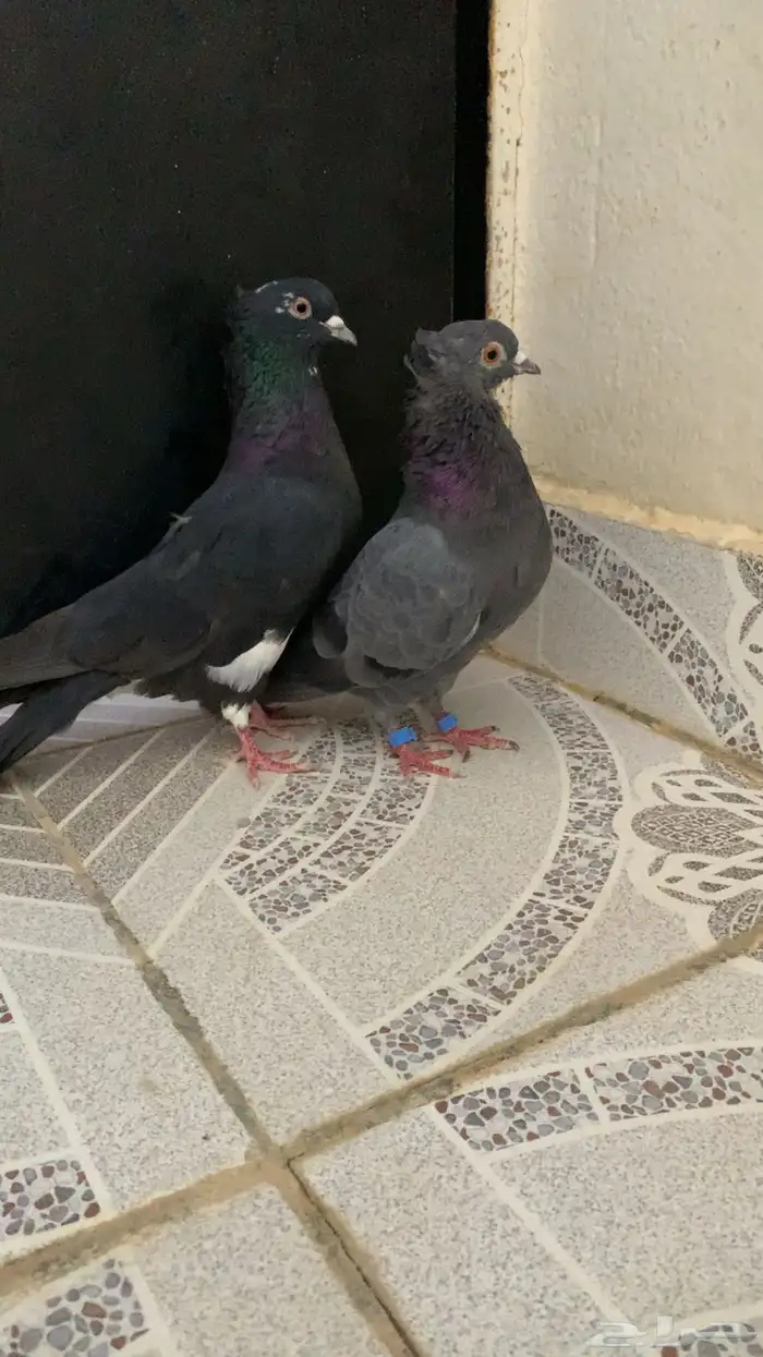 حمام قطيفي 3