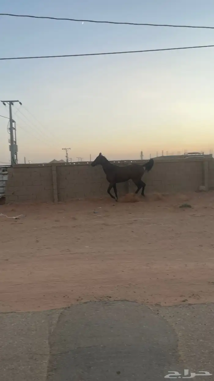 للبيع حصان او للبدل الناقة أو قعود او بكرة 2