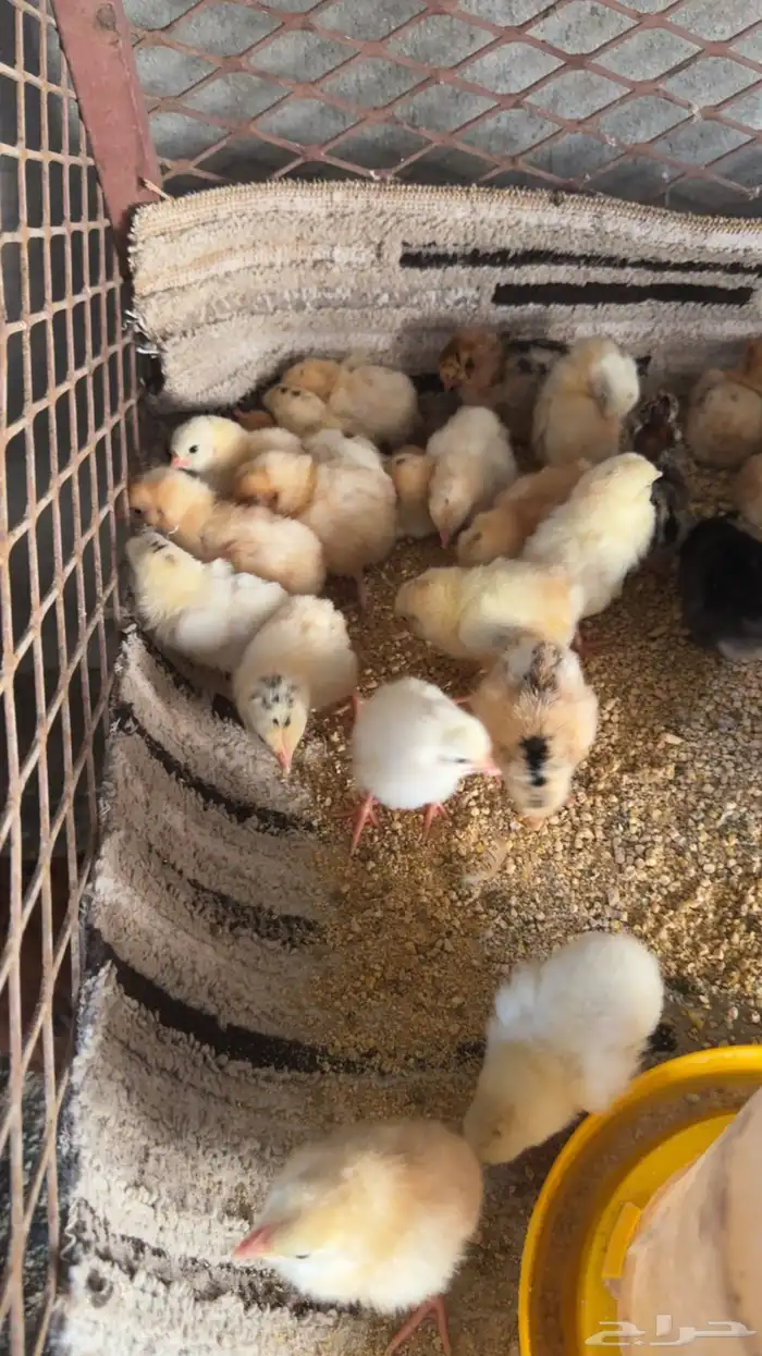 صوص دجاج بلدي تم البيع 1