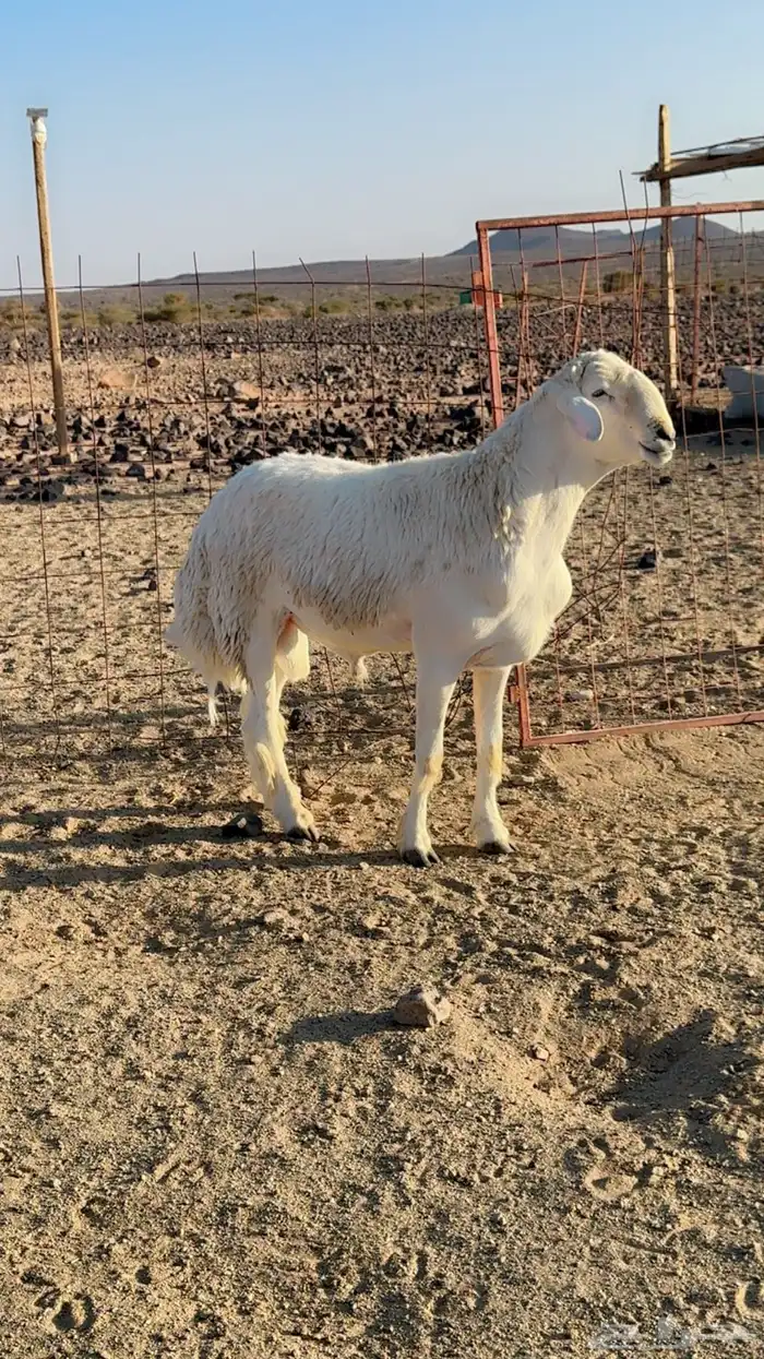 مشروع فحل صنف الصنف 2