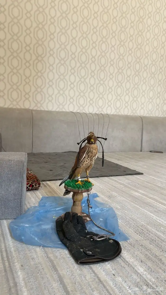 ماشاءالله تبارك الرحمن بأشق رصاصي مقصور 0