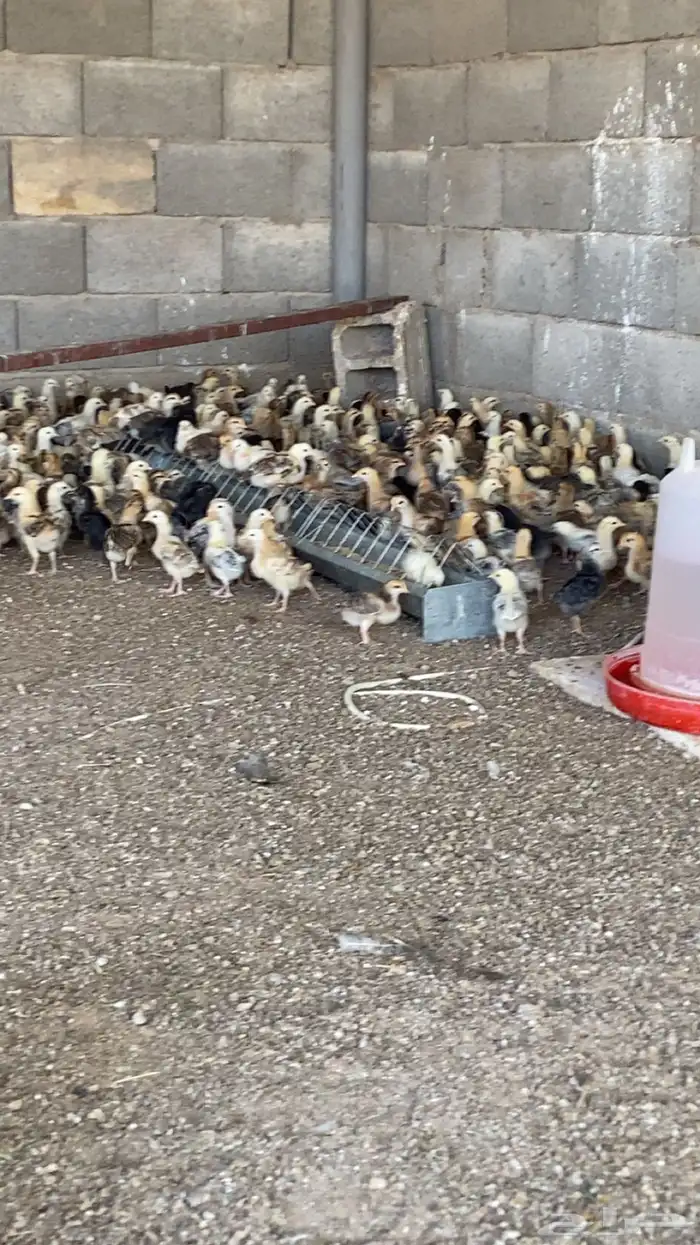 صوص دجاج بلدي 1