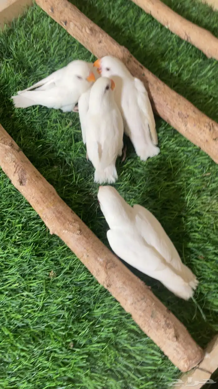 فروخ روز البينو فرخ ( تم البيع ) 4