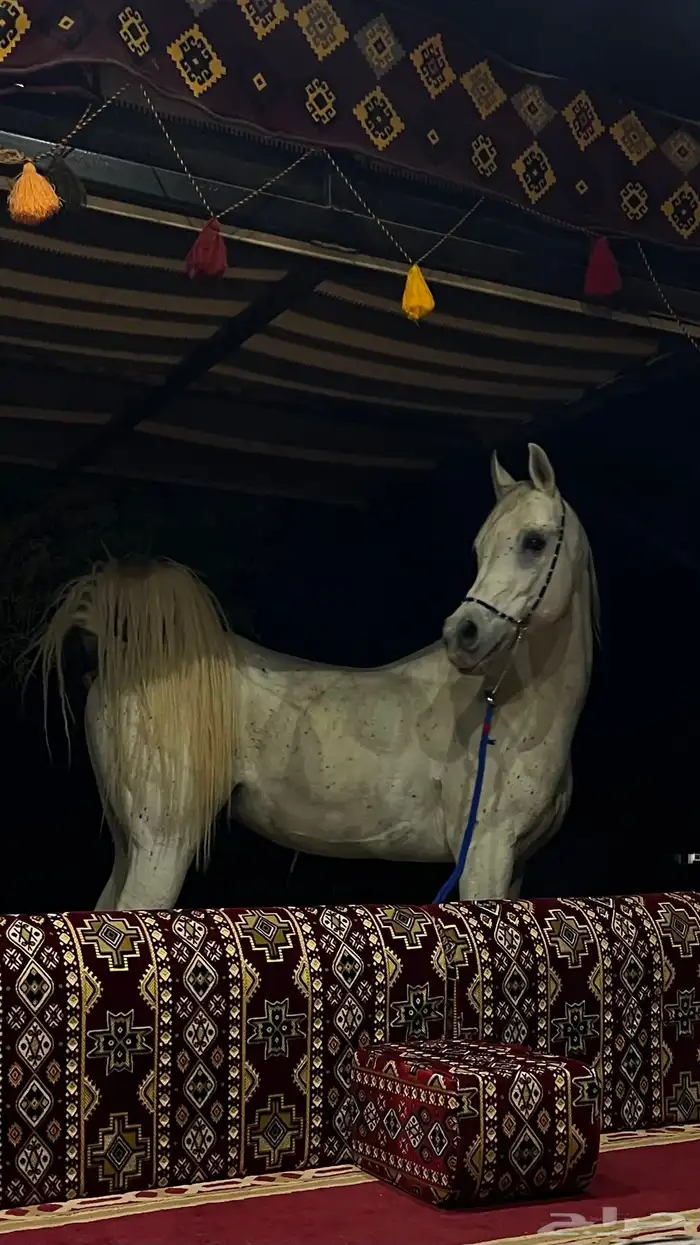 حصان عربي اصيل 0
