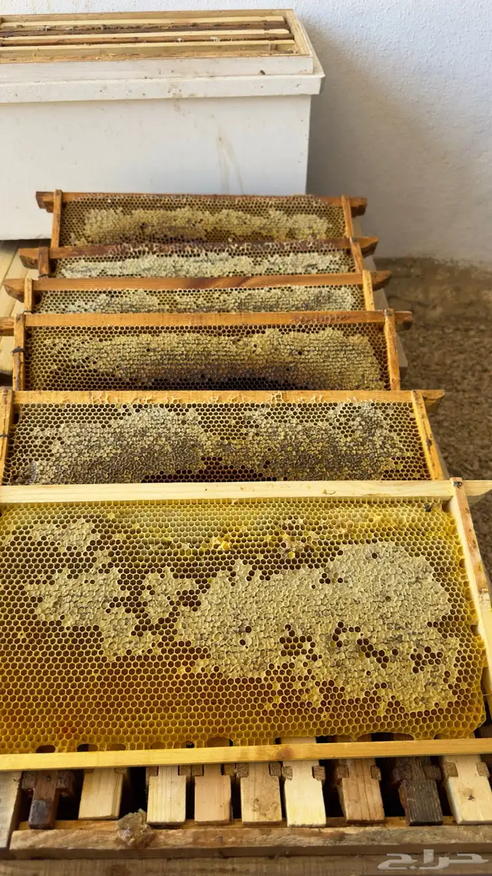 عسل سدر صافي 3