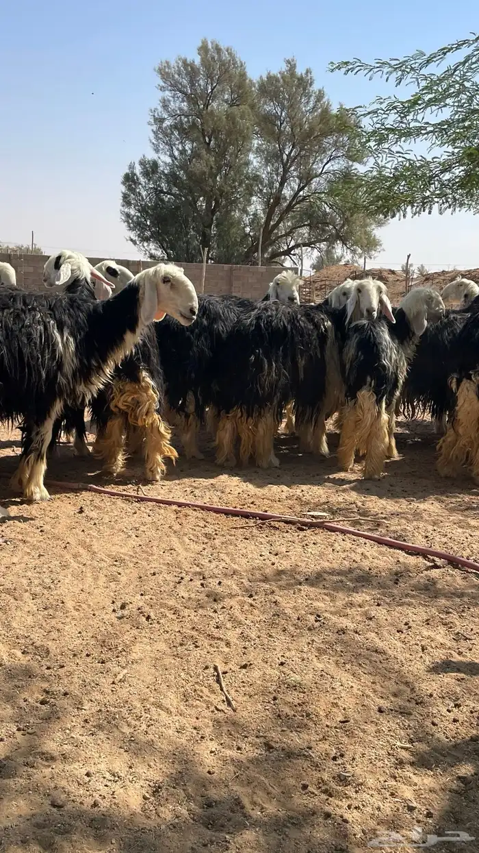 مراح نجد صنف 4