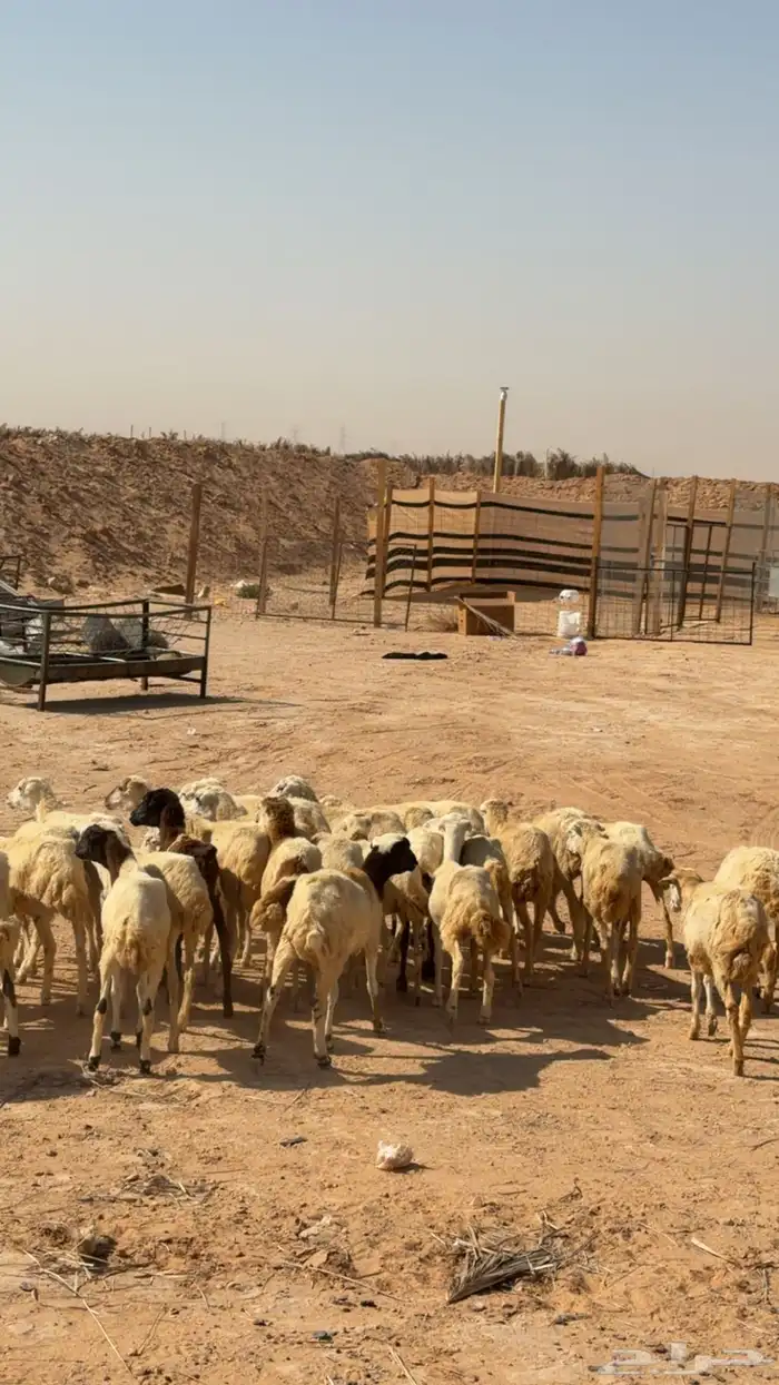 البيع رخال رفيديات بلدي العدد 32 الصحة شرط تم البيع تم البيع 1