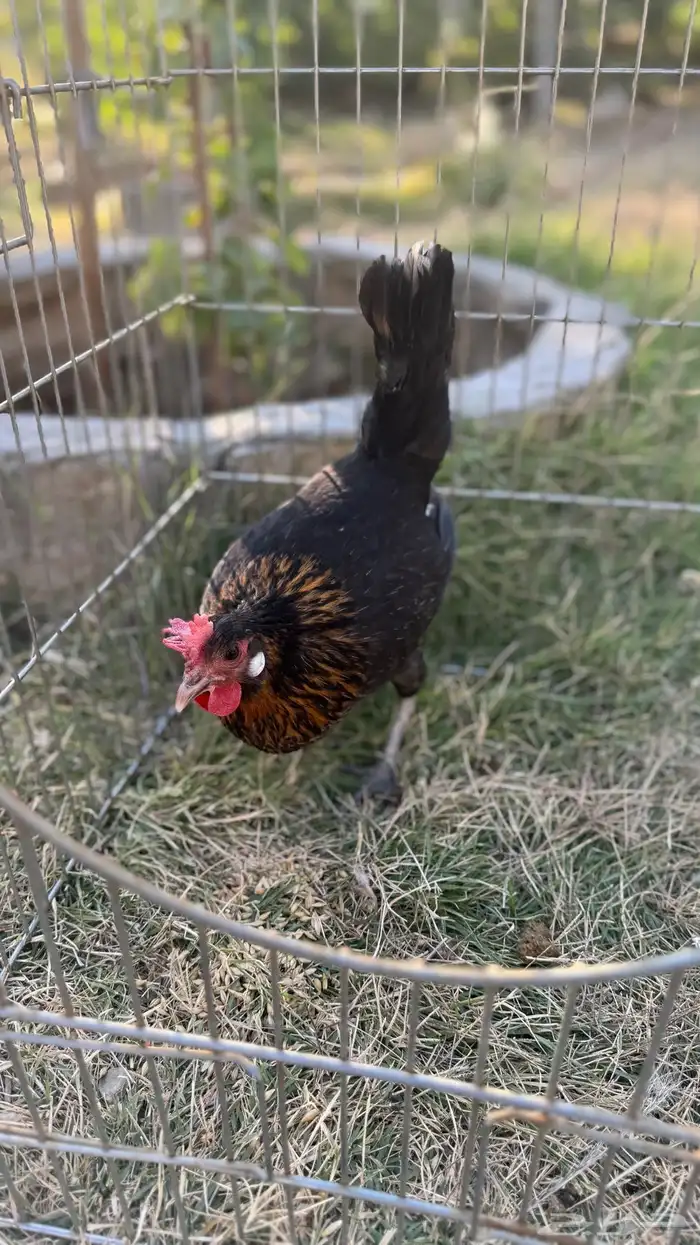 دجاجات أفرق 3