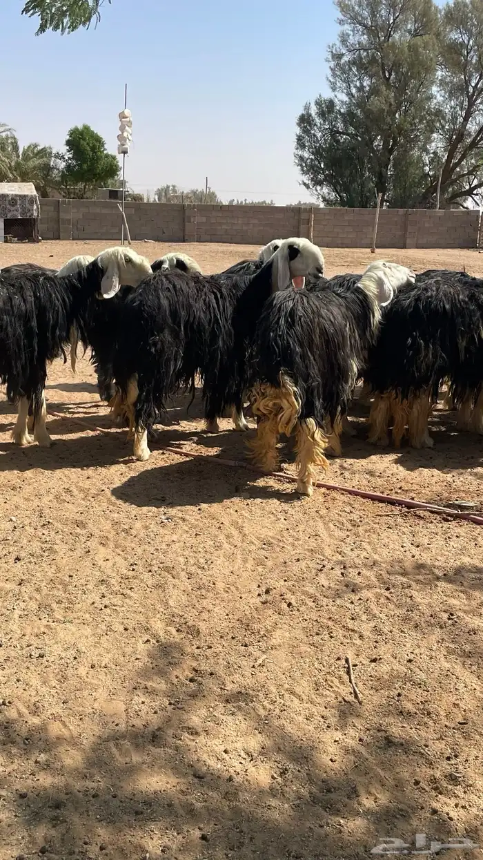 مراح نجد صنف 14