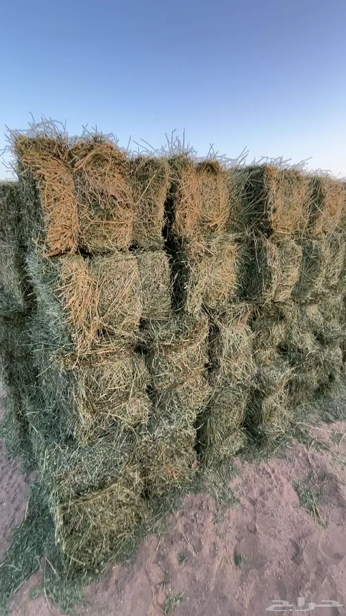 برسيم صافي 0