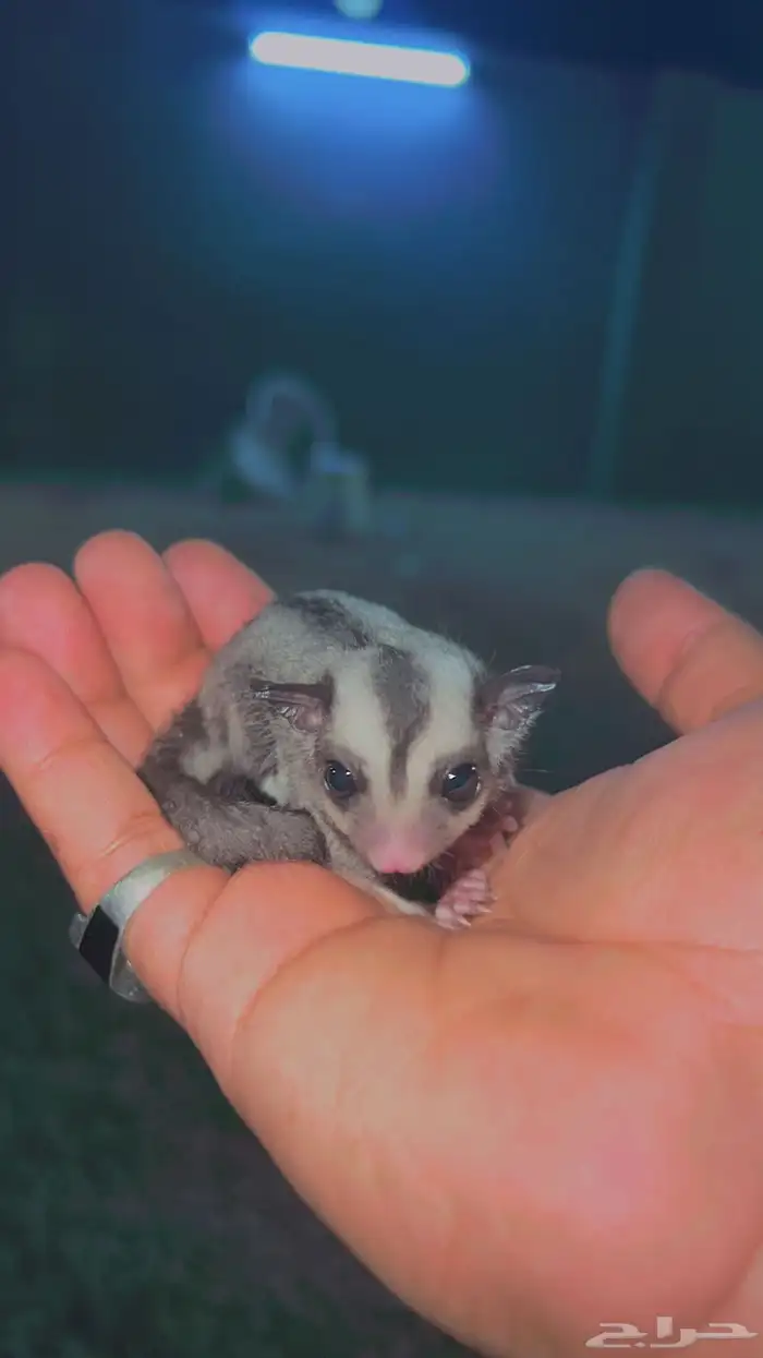 فروخ سنجاب شوقر القلايد العدد 2 2