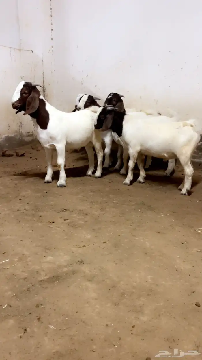 مشاريع فحول بورقوت 5