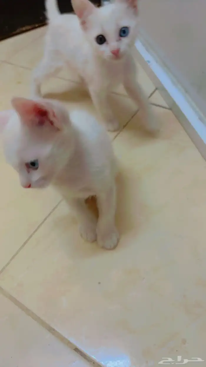 قطط للتبني 0