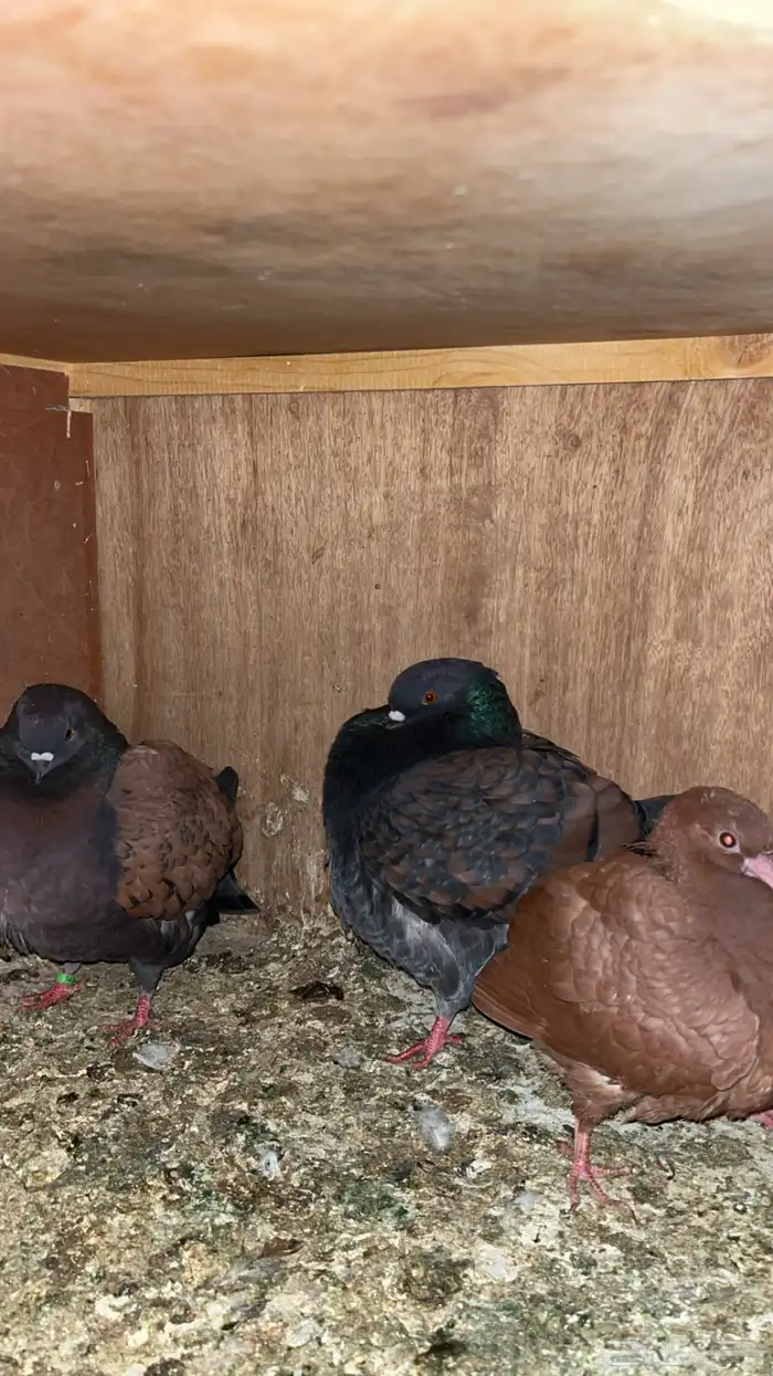 السلام عليكم ورحمة الله وبركاته 0