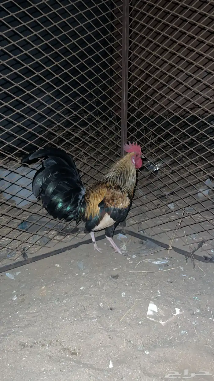 دجاج للبيع بلدي 1