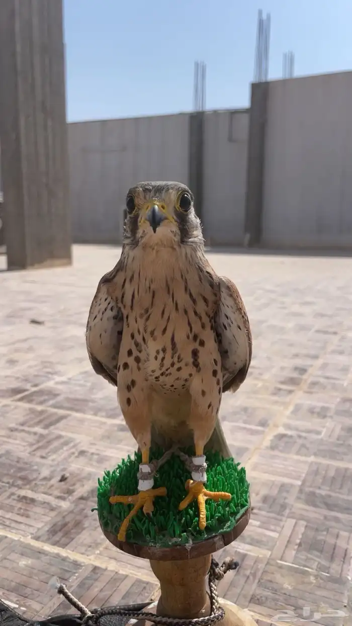 ماشاءالله تبارك الرحمن بأشق رصاصي مقصور 1