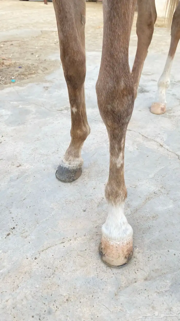 حصان معسوف العمر سنتين وسبه شهور الموقع القنفذة-بني عيسي 2