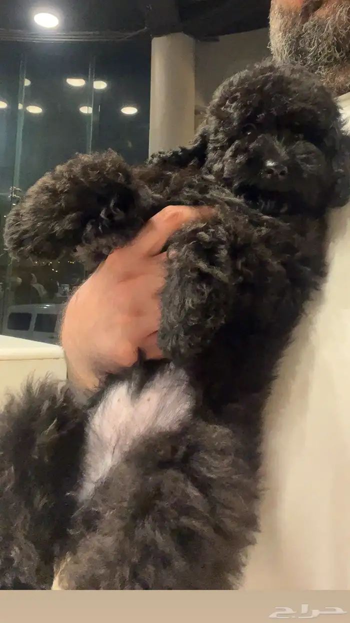 للبيع جرو بيور توي بودل مستوى عالي لون ملكي 6