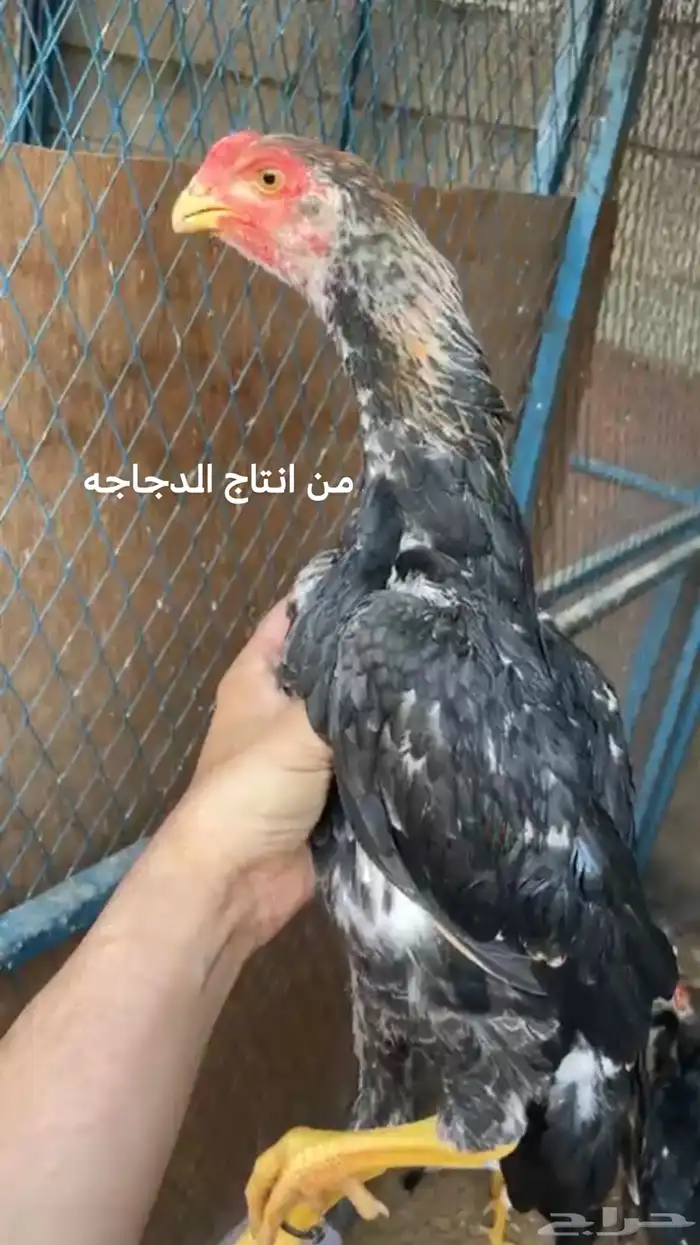 دجاجه شامو ياباني توب 1
