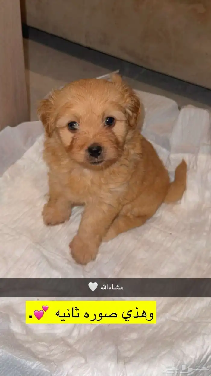 كلبة انثى للبيع 2