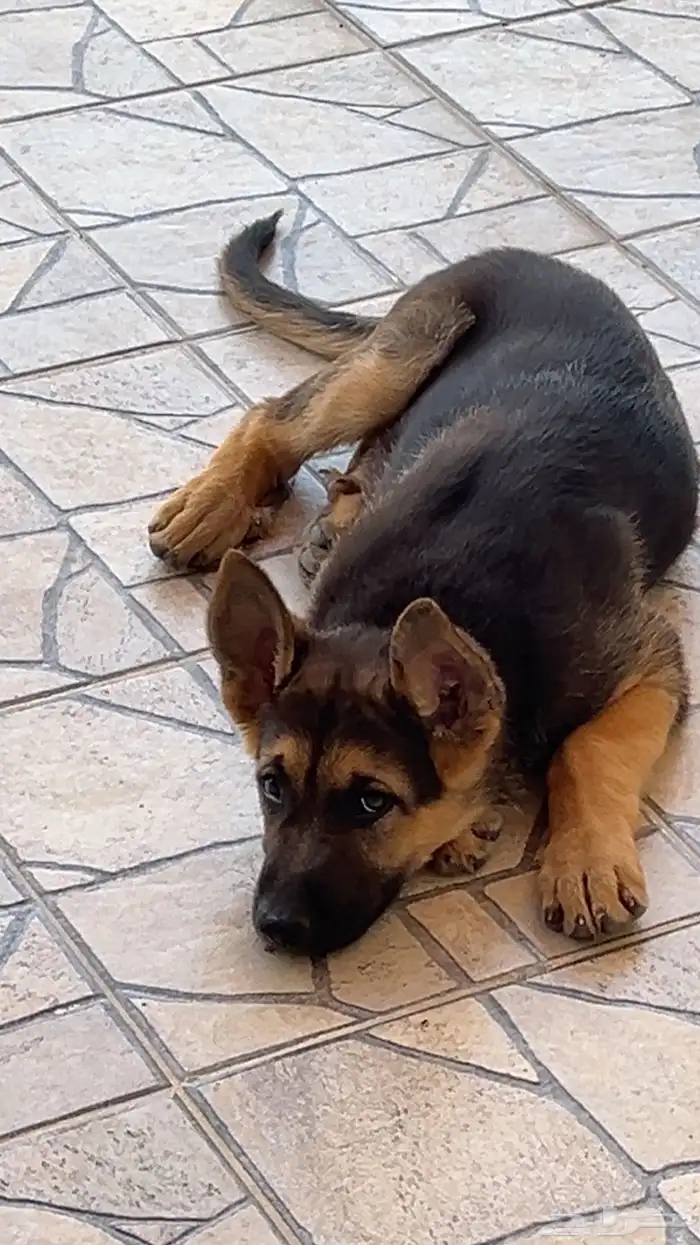 كلب جيرمن صغير 5